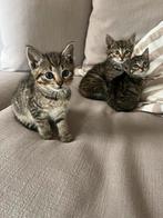 Cyperse kittens, Meerdere dieren