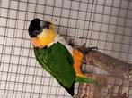 Te koop zwartkop caique, Dieren en Toebehoren, Vogels | Parkieten en Papegaaien, Mannelijk, Papegaai