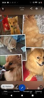 Lieve Milo., Reu, 1 tot 2 jaar, Eén hond, Nederland