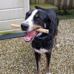 Hond zoekt baasje, Dieren en Toebehoren, Honden | Niet-rashonden, Particulier, Rabiës (hondsdolheid), Reu, Buitenland