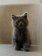 2 per direct op te halen Britse Korthaar kittens, Poes, Ontwormd, 0 tot 2 jaar