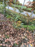 Notenboompjes walnotenboom, Tuin en Terras, Planten | Fruitbomen, Ophalen of Verzenden, Minder dan 100 cm, Overige soorten