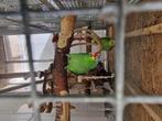 Amazone papegaaien koppel, Dieren en Toebehoren, Vogels | Parkieten en Papegaaien, Meerdere dieren, Papegaai, Geringd