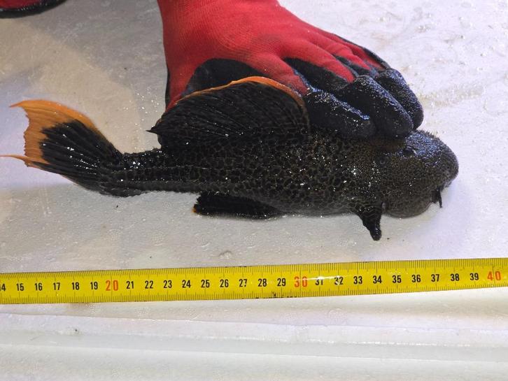 Cactus pleco vis L600 ongeveer 30CM, Dieren en Toebehoren, Vissen | Aquariumvissen, Zoetwatervis, Vis