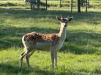 Hert - bok 1 jaar oud, Dieren en Toebehoren, Juni, Mannelijk