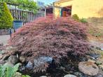 T.E.A.B. Japanse Esdoorn, Tuin en Terras, Planten | Bomen, Ophalen, Bloeit niet, 100 tot 250 cm, Treurboom