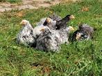Trio's Cochinkriel blauwwitgepareld, Dieren en Toebehoren, Meerdere dieren, Kip