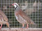Verschillende patrijzen | Passend advies, Dieren en Toebehoren, Pluimvee, Meerdere dieren, Overige soorten