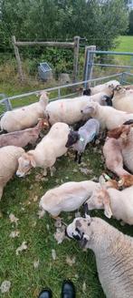 Schapen te huur voor begrazing, Vrouwelijk, Schaap