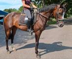 Verschillende brave(manege)paarden en E pony's beschikbaar, Dieren en Toebehoren, B, Gechipt, 7 tot 10 jaar, Recreatiepony