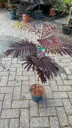 Perzische slaapboom chocolate, Tuin en Terras, Ophalen, Volle zon, Overige soorten
