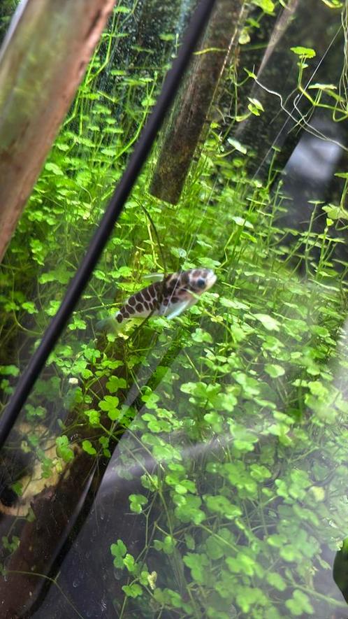 Tatia perugiae, Dieren en Toebehoren, Vissen | Aquariumvissen, Vis