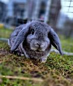 Te koop nederlandse dwerg hangoor vrouwtje 9 weken, Dieren en Toebehoren, Konijnen, Meerdere dieren, Dwerg, Hangoor