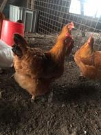 New Hampshire jonge hennen, Dieren en Toebehoren, Pluimvee, Meerdere dieren, Kip