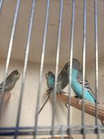 Koppel blauw x grijs zuiver tt waardig, Dieren en Toebehoren, Vogels | Parkieten en Papegaaien, Meerdere dieren, Parkiet