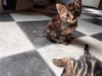 Lieve kittens te koop!, Dieren en Toebehoren, Katten en Kittens | Raskatten | Korthaar, Meerdere dieren, 0 tot 2 jaar