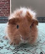 Borstel zeugje, Juli, Vrouwelijk, Cavia