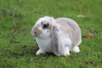 Gecastreerde Franse Hangoor rammen - BramsRabbits beschikbaar voor biedingen