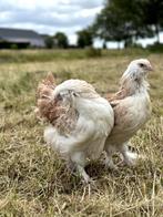 Faverolles kippen zowel groot als kriel, gesekst + ingeënt, Dieren en Toebehoren, Pluimvee, Vrouwelijk, Kip