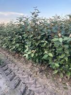 Elaeagnus ebbingei en compacta olijfwilg haagplanten!, Ophalen of Verzenden, Overige soorten, Minder dan 100 cm