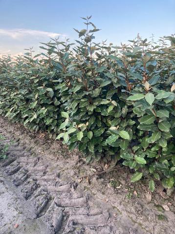 Elaeagnus ebbingei en compacta olijfwilg haagplanten! beschikbaar voor biedingen
