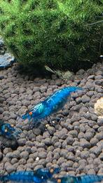 Neocaridina garnalen, blue dream Orange eye (OE), Dieren en Toebehoren, Kreeft, Krab of Garnaal, Zoetwatervis, Schoolvis