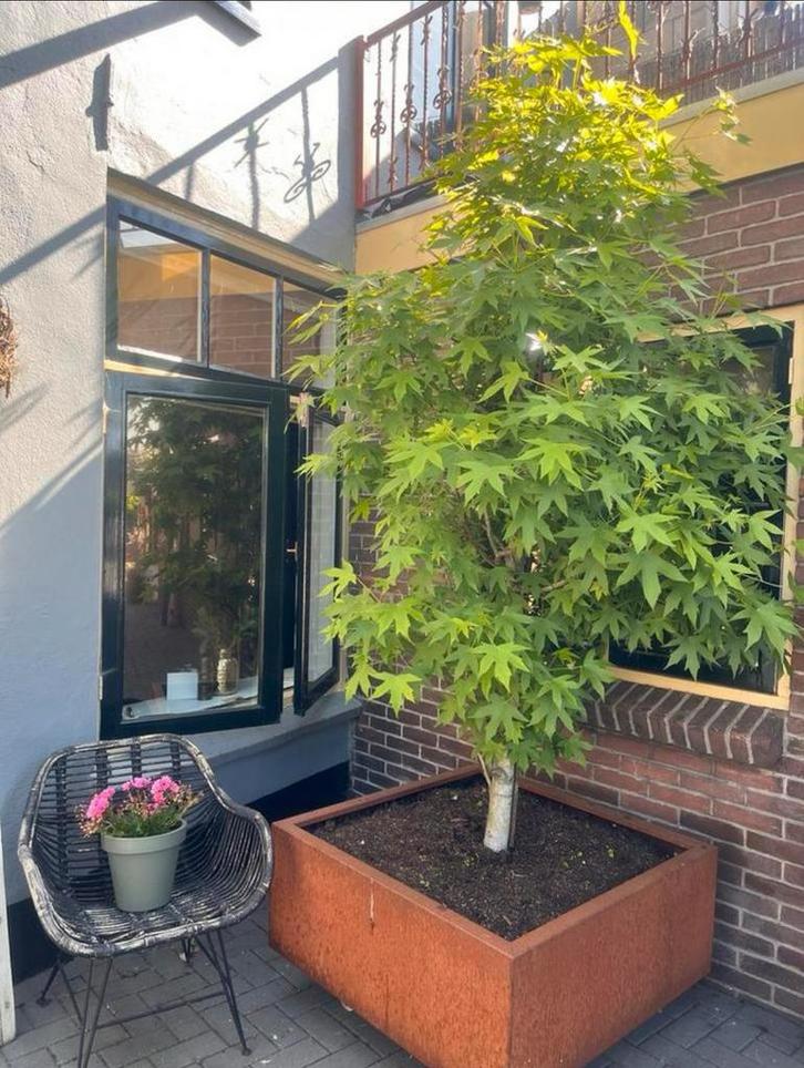 2 Prachtige Amberbomen in roest plantenbakken op wielen, Tuin en Terras, Planten | Bomen, Overige soorten, 250 tot 400 cm, Halfschaduw