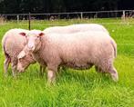Jonge dekram, Dieren en Toebehoren, Schapen, Geiten en Varkens, Mannelijk, Schaap