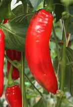 Uit de biologische moestuin: Puntpaprika, rood,zaden, Ophalen of Verzenden, Voorjaar, Volle zon, Zaad