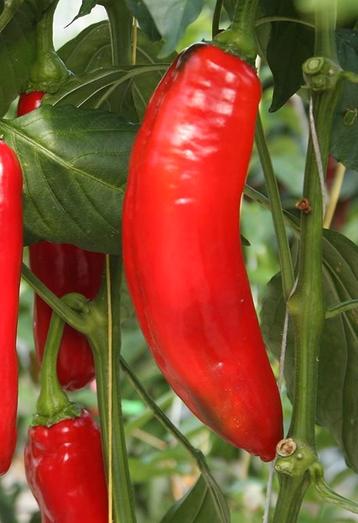 Uit de biologische moestuin: Puntpaprika, rood,zaden beschikbaar voor biedingen