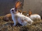 Te koop ⁵lotharinger konijnen, Dieren en Toebehoren, Konijnen, Meerdere dieren, Groot