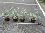 Olijfwilg haagplanten potgekweekt ca. 30 cm, Ophalen of Verzenden, Overige soorten, Haag, Minder dan 100 cm