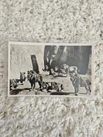Oude ansichtkaart: Leeuwengroep Burgers' Zoo Arnhem, Ophalen of Verzenden, 1940 tot 1960, Gelopen