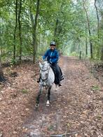 Gezocht verzorger en/of bijrijder in Ede., 4 paarden of pony's of meer