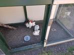 Chabo trio met kippenhok, Dieren en Toebehoren, Ophalen of Verzenden, Zo goed als nieuw, Kippenhok of Kippenren