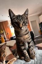 Kittens, Bengaal X, Dieren en Toebehoren, Katten en Kittens | Raskatten | Korthaar, Meerdere dieren