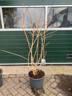 Heptacodium ‘ zevenzonenboom’, Ophalen, Lente, Volle zon, Overige soorten