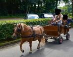 Leuke kar voor shetlander menwagen menkar, Ophalen