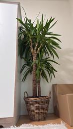 Yucca kamerbloem bloemmen met pot, Huis en Inrichting, Kamerplanten, Ophalen, Halfschaduw, 150 tot 200 cm