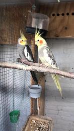 Valkparkiet koppel, Dieren en Toebehoren, Vogels | Parkieten en Papegaaien, Meerdere dieren, Parkiet