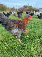 Jonge Blauw Koper Marans Hanen, Dieren en Toebehoren, Pluimvee, Mannelijk, Kip