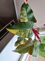 Philodendron strawberry shake, Huis en Inrichting, Kamerplanten, Ophalen of Verzenden, Overige soorten, Minder dan 100 cm