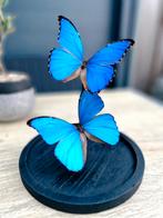 Opgezette Morpho didius vlinders, Ophalen of Verzenden, Zo goed als nieuw