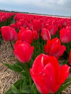 Tulpen bloembollen speciaal soort!!, Ophalen of Verzenden, Najaar, Halfschaduw, Bloembol