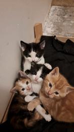 Kittens van 31 augustus, Dieren en Toebehoren, Katten en Kittens | Overige Katten, Meerdere dieren, Kortharig, 0 tot 2 jaar