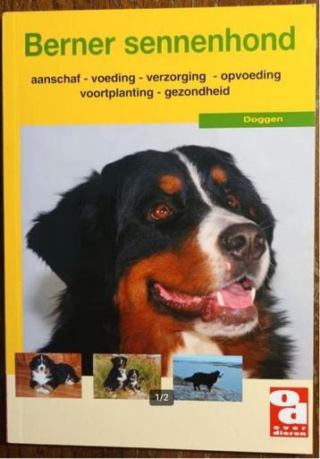 Berner sennenhond  beschikbaar voor biedingen