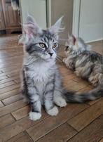 Schitterend Maine Coon poesje beschikbaar stamboom, Dieren en Toebehoren, Poes, Gechipt, 0 tot 2 jaar