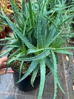 Aloe Arborescens branch, Ophalen, Overige soorten, Volle zon
