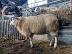 Drachtig gescande Swiftex ooi, Vrouwelijk, Schaap