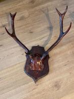 Antiek gewei, Antiek en Kunst, Curiosa en Brocante, Ophalen